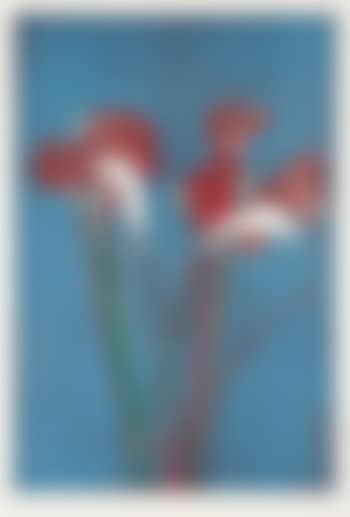Amaryllis-Calla I (preview)