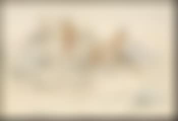 The scout (preview)