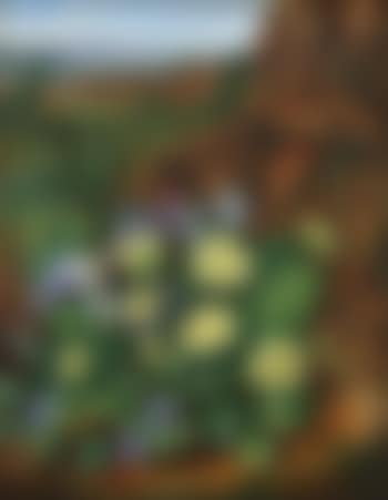 Primroses. Bell heather (preview)