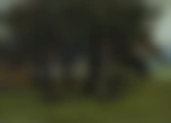 Stand of trees (preview)
