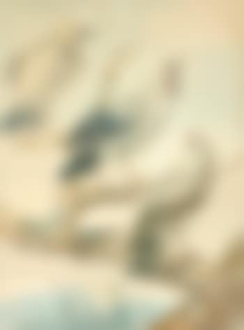 Trois oiseaux (preview)