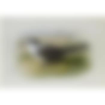 A Lesser Sooty Tern (preview)