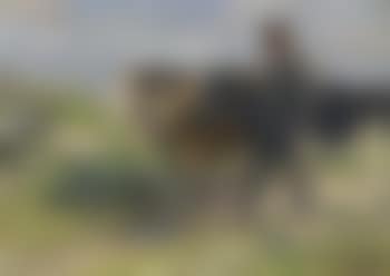 Bursche mit drei Jungrindern (preview)