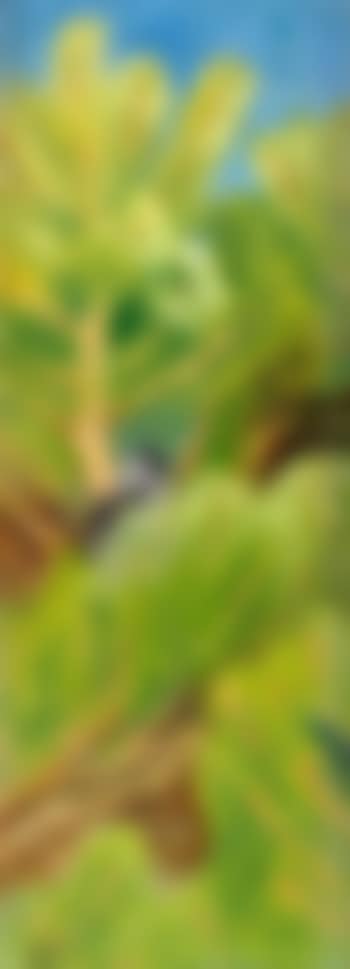 Crow in pine tree (preview)