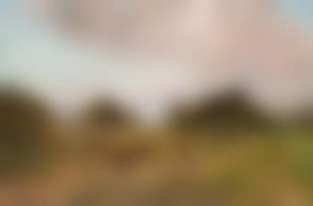 Kartoffelernte am Bodden (preview)