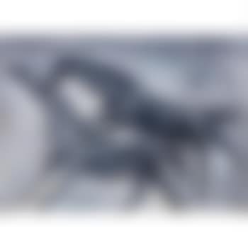 Horses (preview)