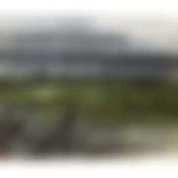 Geese Over The Lotus Pond (preview)