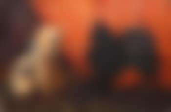 Study of a terrier and a pomeranian (preview)