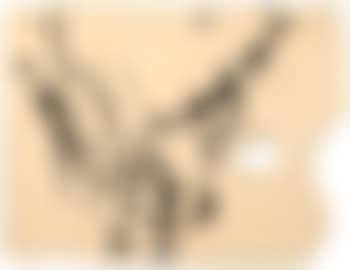 Bird study (preview)