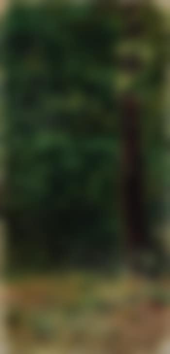 Bosco (preview)