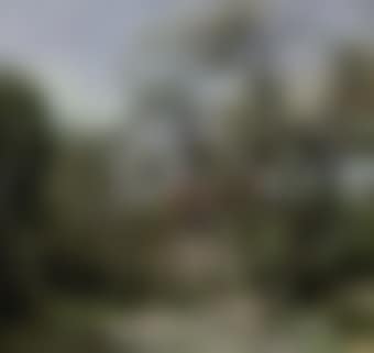 A stroll in the orchard (preview)