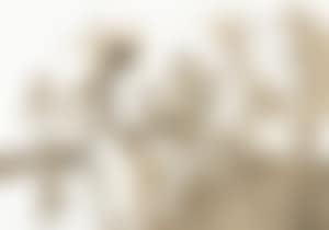Zonder titel (preview)
