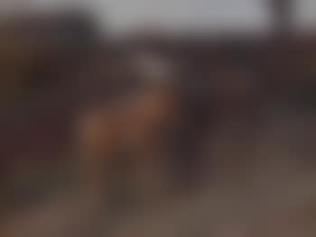Gypsy ponies (preview)