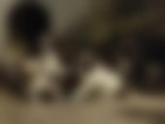 Saint-Bernard puppies (preview)