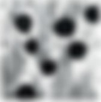 Morning Glories July 4, 1991 (preview)
