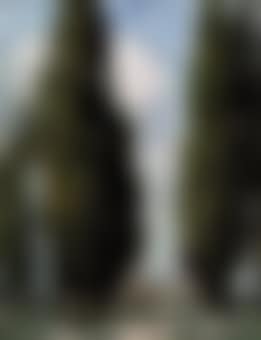 Lombardy poplars (preview)