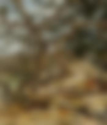 The (sycamore) tree (preview)