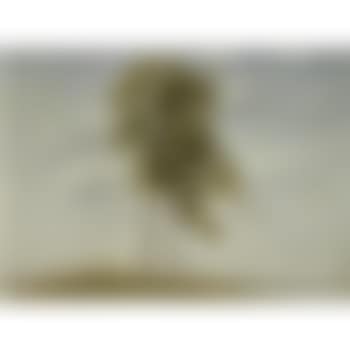 Unge Ege (Young Oak Trees) (preview)