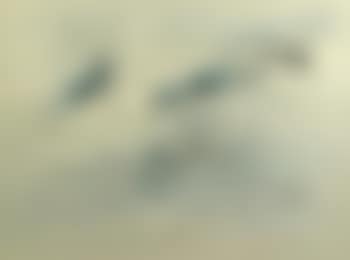 Composition (preview)