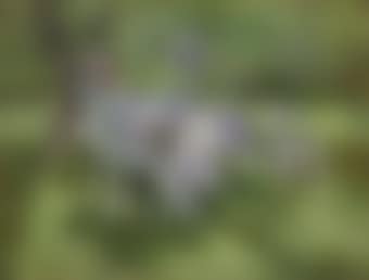 A lady in white seated in a garden (preview)