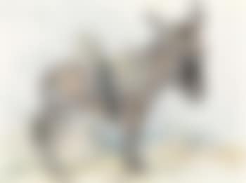 Donkey with umbrella (preview)