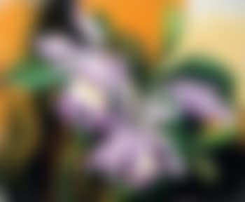 Orchidee (preview)