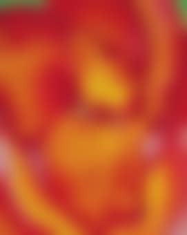 Canna Red and Orange (preview)
