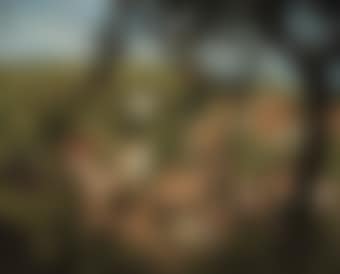 Blick auf Mamolsheim (preview)