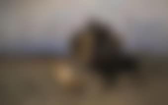Lions in combat with a Cape buffalo (preview)