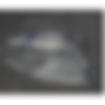 Still Life With Fish (preview)