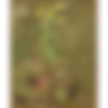 Wild Primrose (preview)
