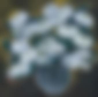 Chrysanthemums (preview)