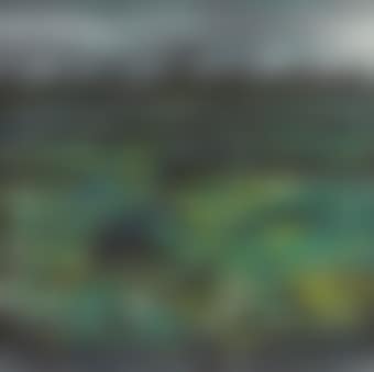Lotus Pond (preview)