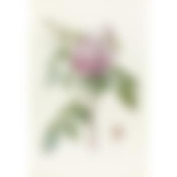 Rosa Indica Fragrans (preview)