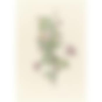 Rosa Pimpinelli Folia Rubra (Flore Multiplici) (preview)