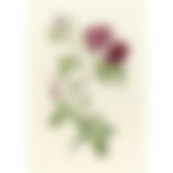 Rosa Indica (preview)