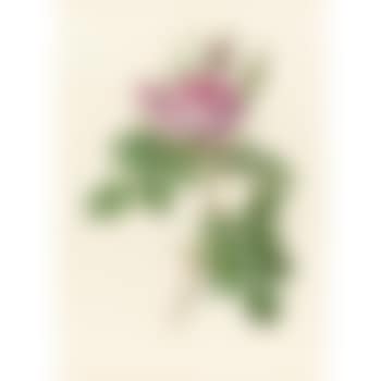 Rosa Bifera Officinalis (preview)