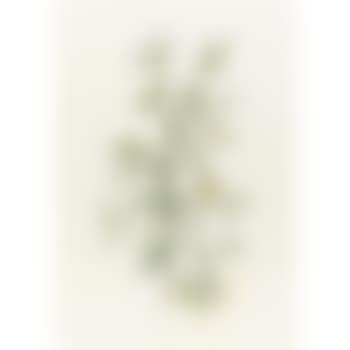 Rosa Sepium Myrtifolia (preview)