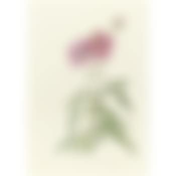 Rosa Longifolia (preview)