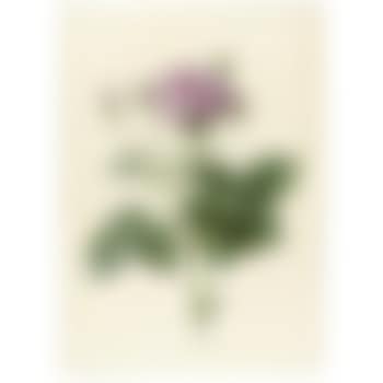 Rosa Gallica Granatus (preview)