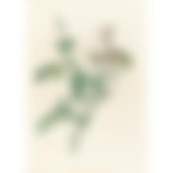 Rosa Indica Subalba (preview)