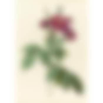 Rosa L'heritieranea (preview)