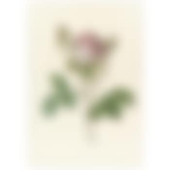 Rosa Centifolia Carnea (preview)