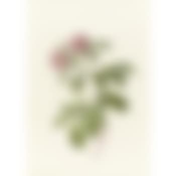 Rosa Alpina Flore Variegato (preview)