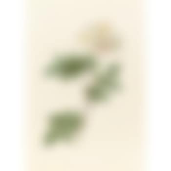 Rosa Collina Fastigiata (preview)