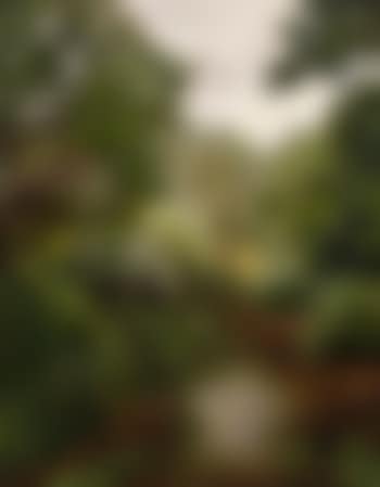 The slow running stream (preview)