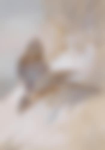 Study of a male sparrowhawk (preview)