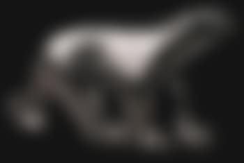 Ours blanc (preview)