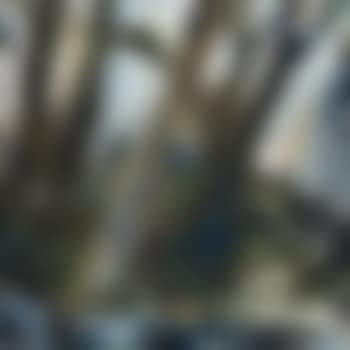 Trees near water (preview)