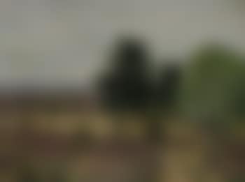 Heidelandschaft mit Birken- und weiterer Baumgruppe (preview)